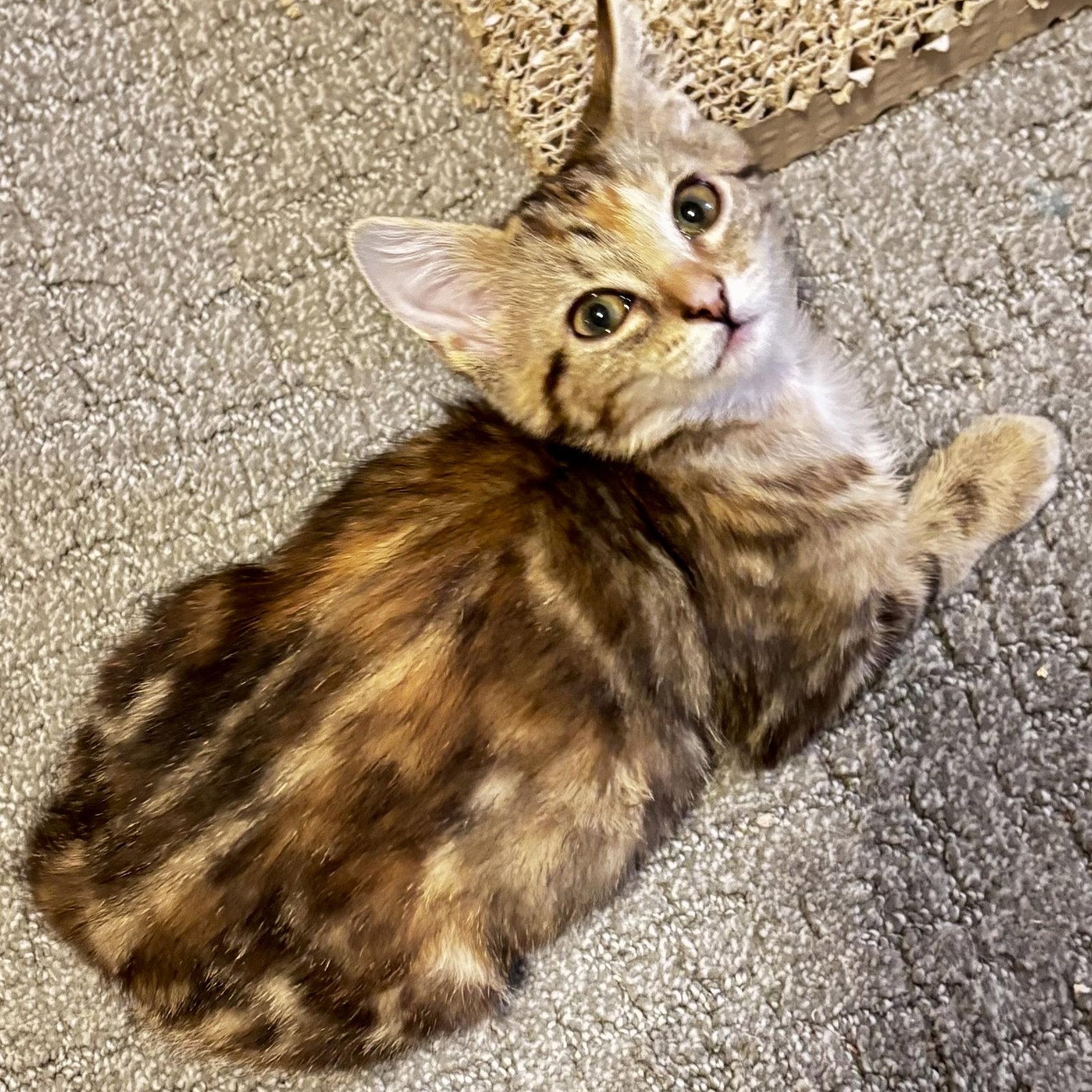 Enlarge Peanut, a Adoptable Domestic Short Hair in Reston, VA image 2/3