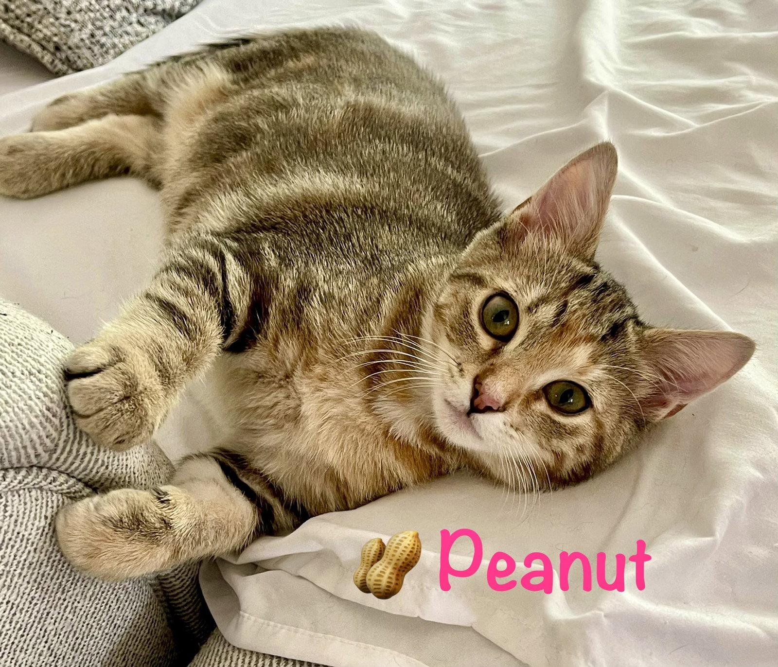 Peanut, a Adoptable Domestic Short Hair in Reston, VA image 2/3