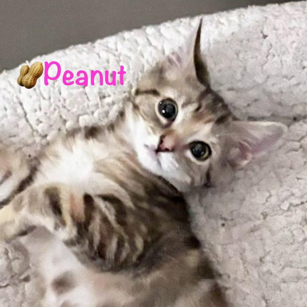 Peanut, Adoptable, Kitten Female Domestic Short Hair.