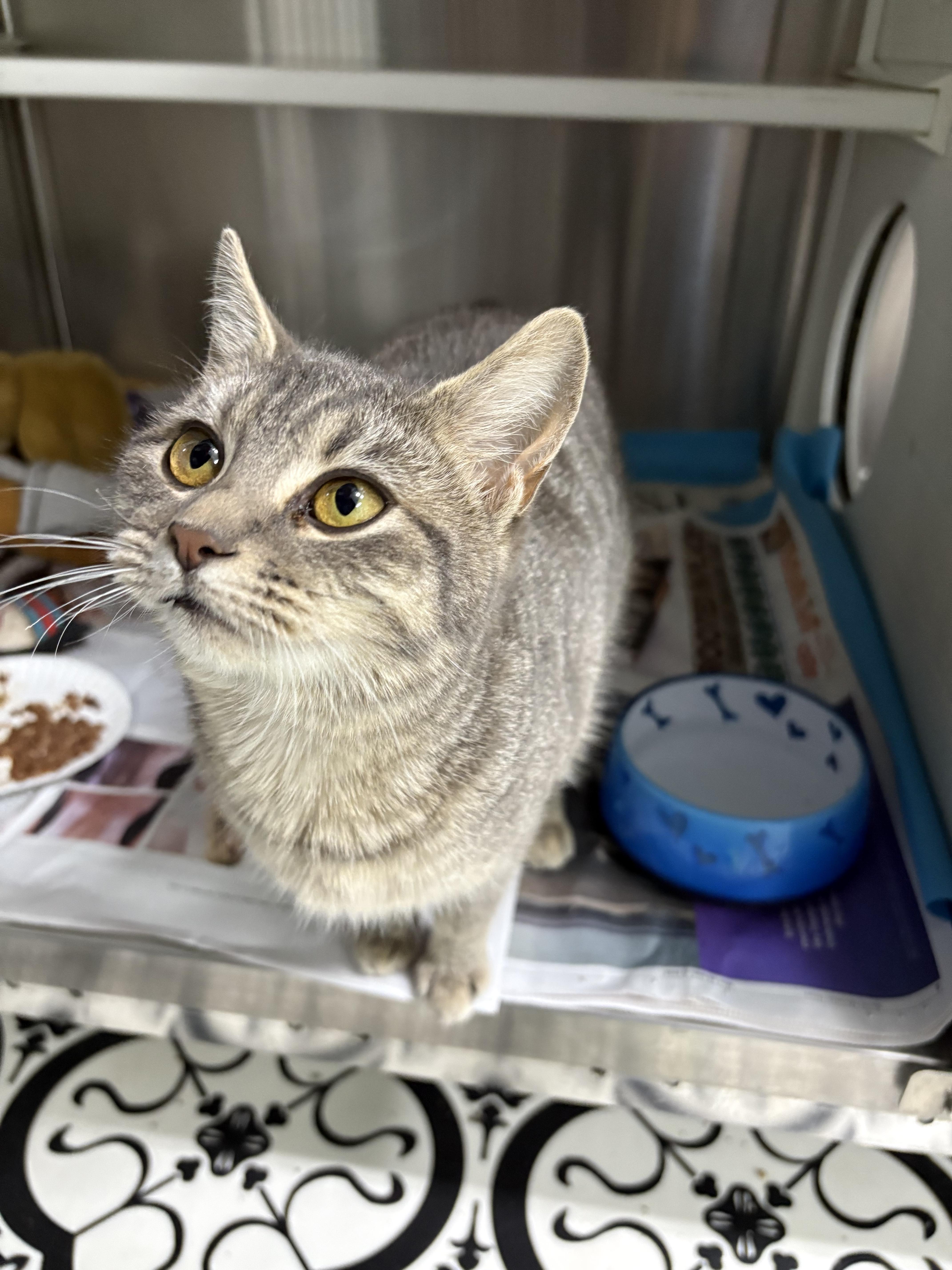 Dorothy, ADOPTABLE, Adult Female Domestic Short Hair.