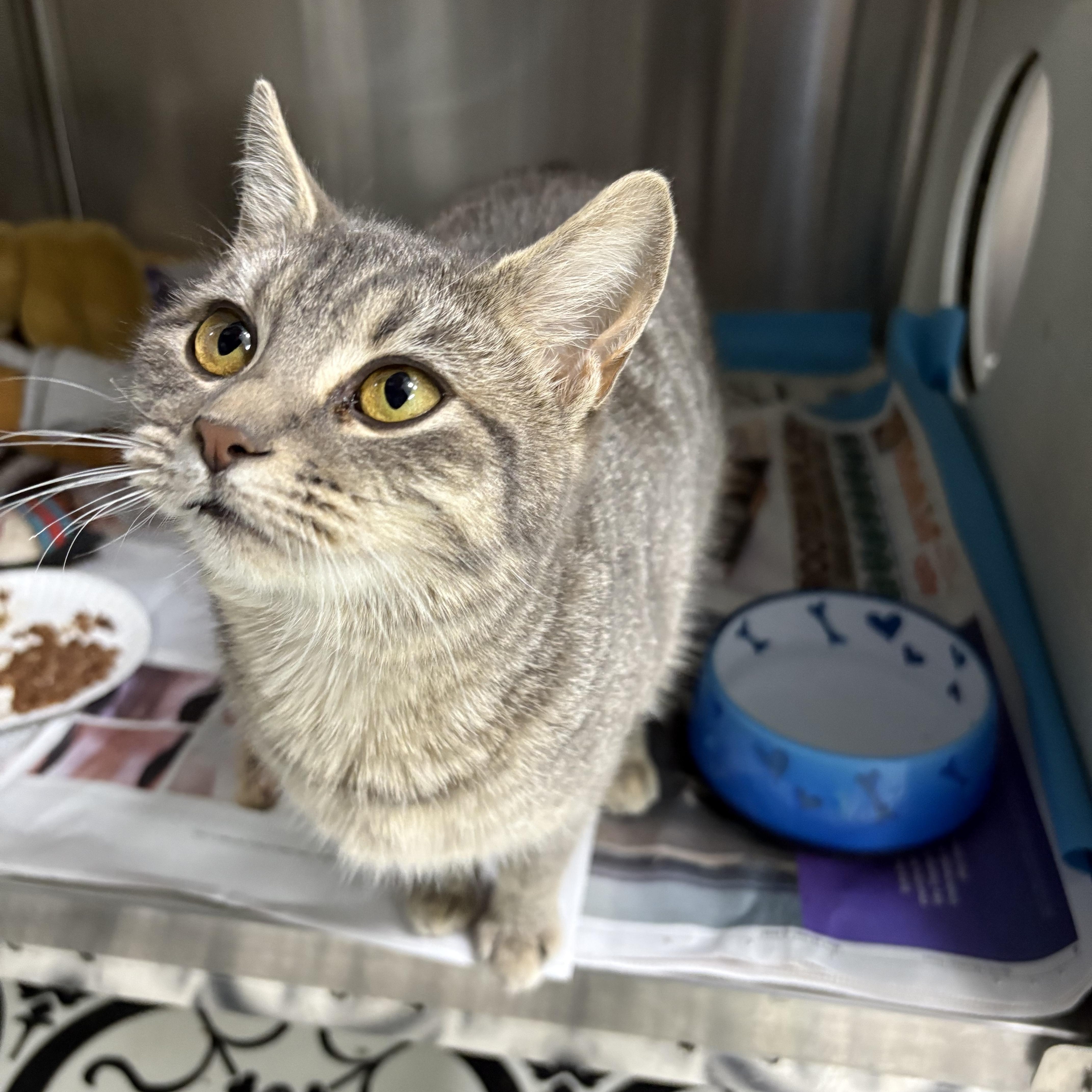 Enlarge Dorothy, a ADOPTABLE Domestic Short Hair in Cullowhee, NC image 1/1