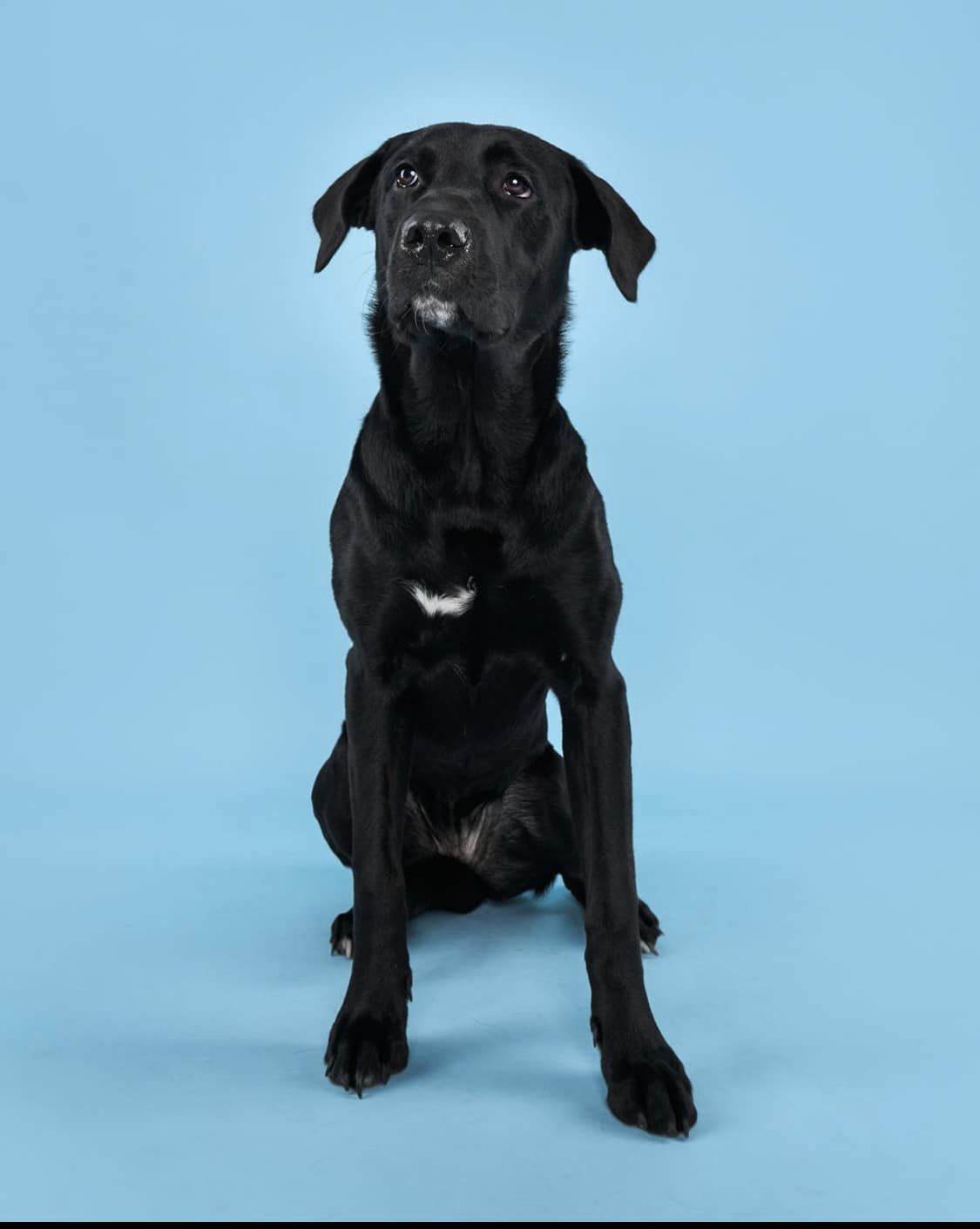 Enlarge Roo, a Adoptable Black Labrador Retriever in Torrington, CT image 4/6