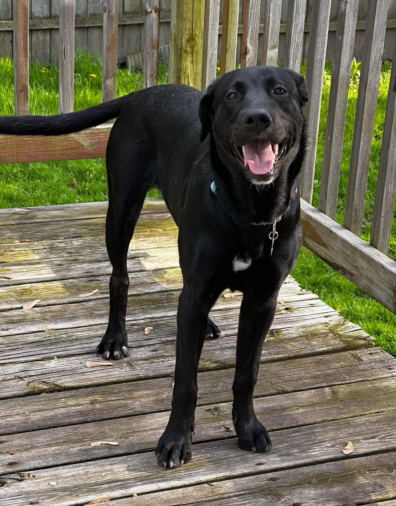 Enlarge Roo, a Adoptable Black Labrador Retriever in Torrington, CT image 6/6