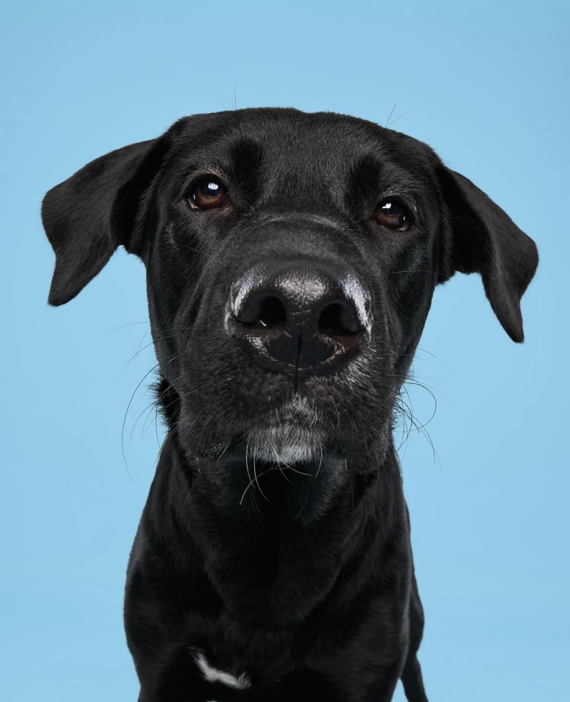 Enlarge Roo, a Adoptable Black Labrador Retriever in Torrington, CT image 5/6