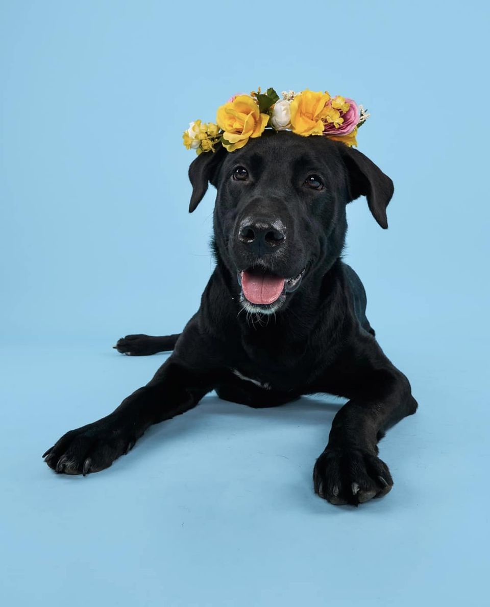 Enlarge Roo, a Adoptable Black Labrador Retriever in Torrington, CT image 1/6