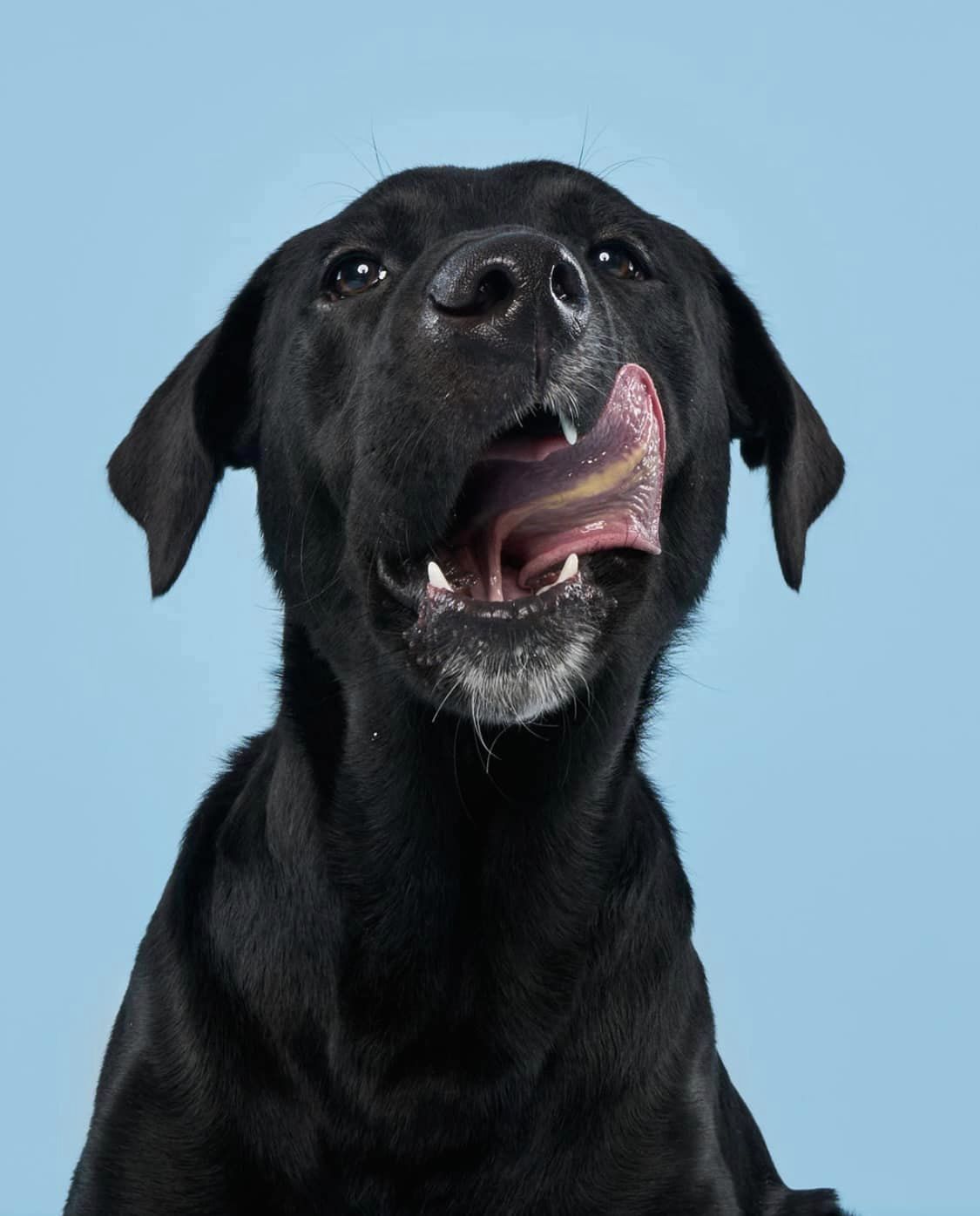 Enlarge Roo, a Adoptable Black Labrador Retriever in Torrington, CT image 2/6