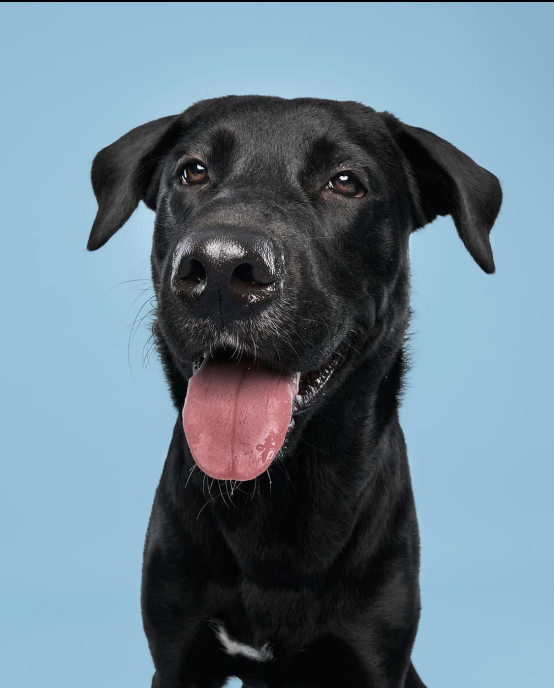 Enlarge Roo, a Adoptable Black Labrador Retriever in Torrington, CT image 3/6