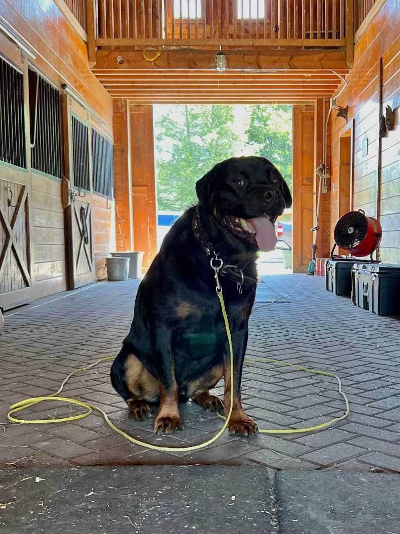 Enlarge Max, a Adopted Rottweiler in Far Hills, NJ image 1/5