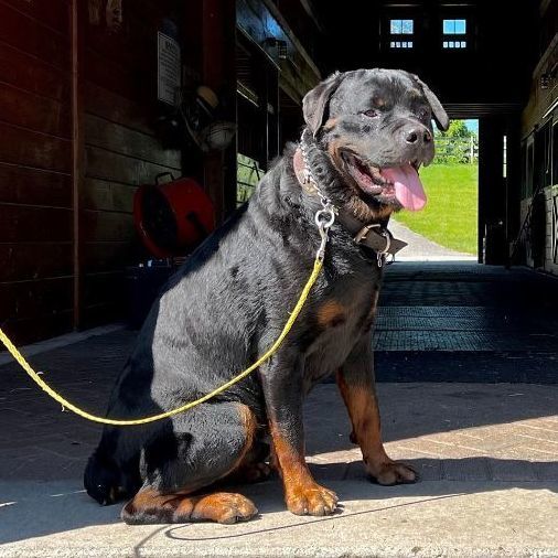 Enlarge Max, a Adopted Rottweiler in Far Hills, NJ image 2/5