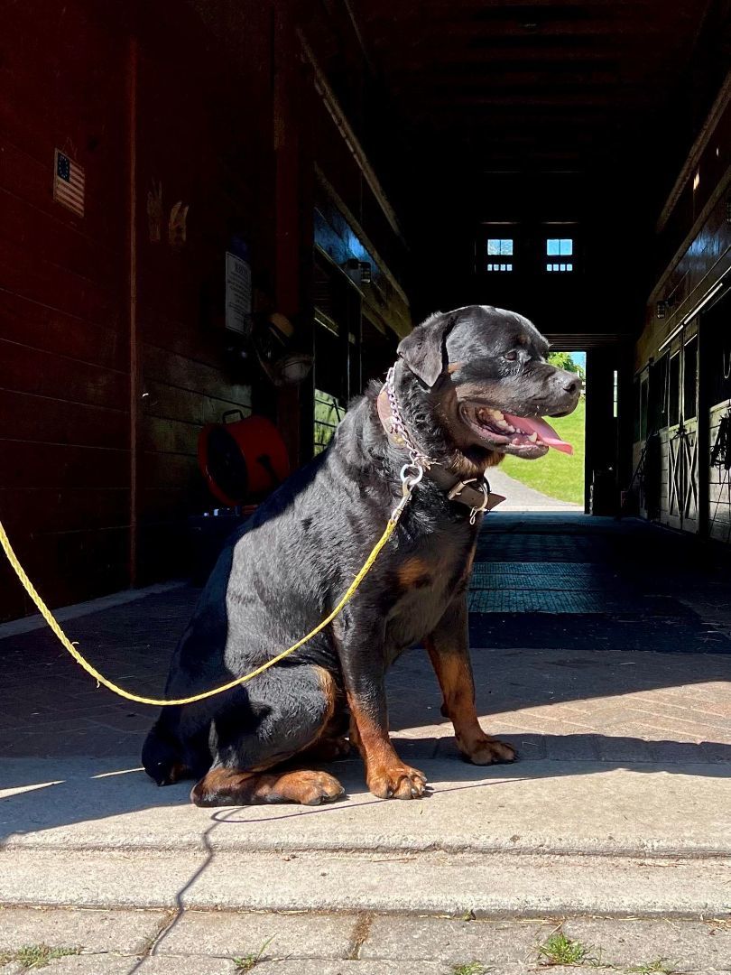Enlarge Max, a Adopted Rottweiler in Far Hills, NJ image 4/5