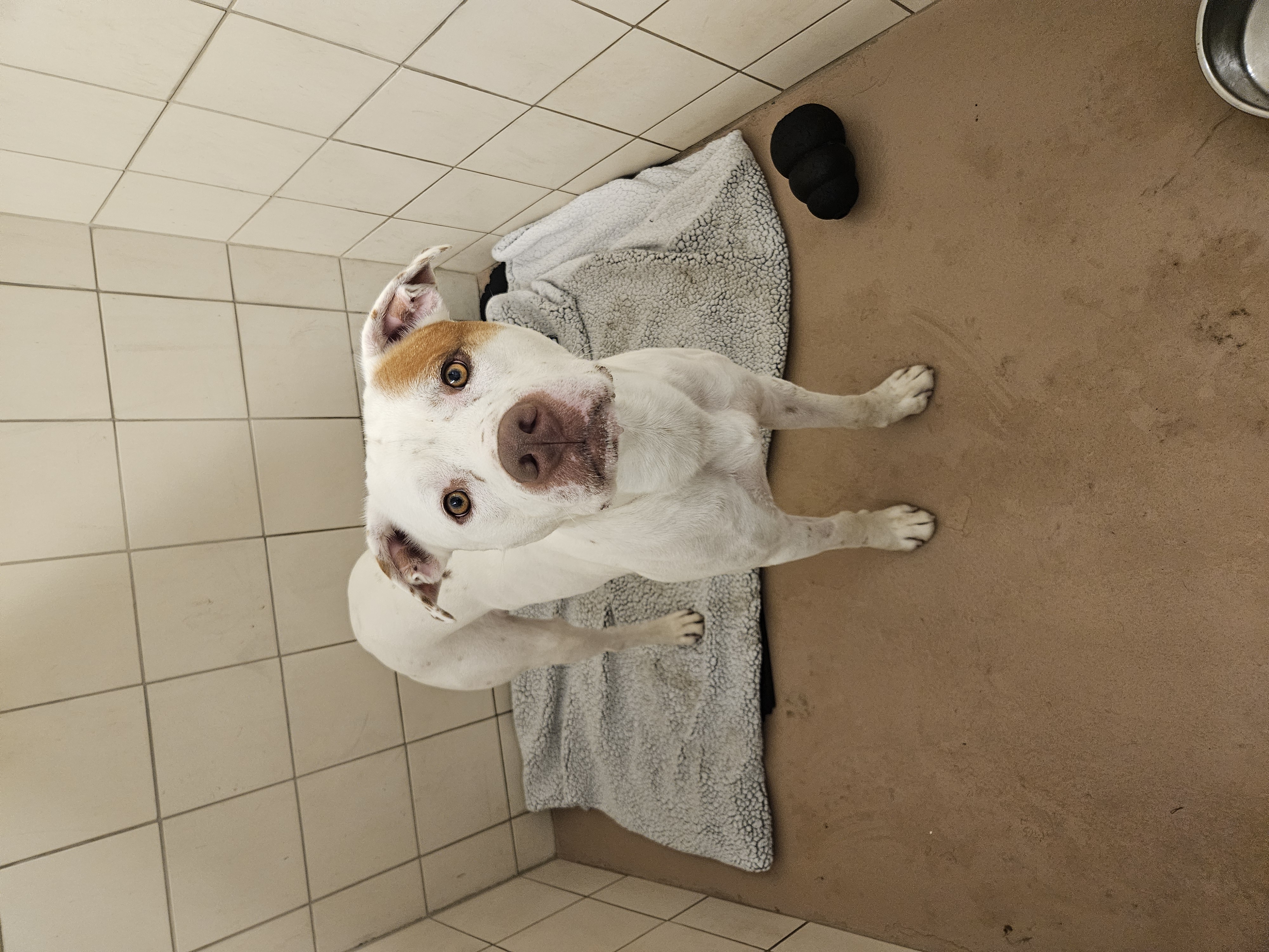 Enlarge Dylan, a Adoptable mixed breed in Ulster, PA image 1/1