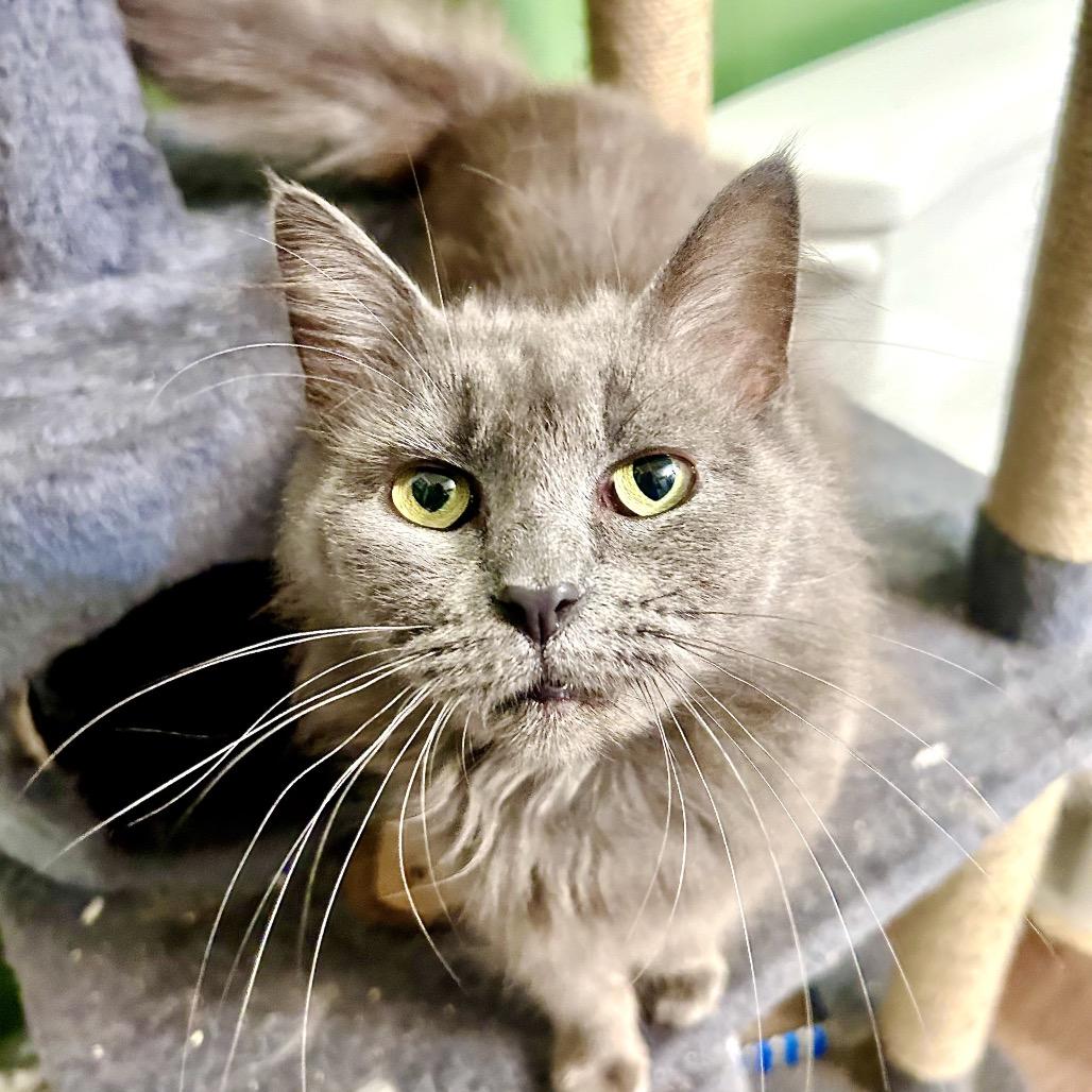 Enlarge November, a Adoptable Domestic Long Hair in Fredericksburg, VA image 1/1