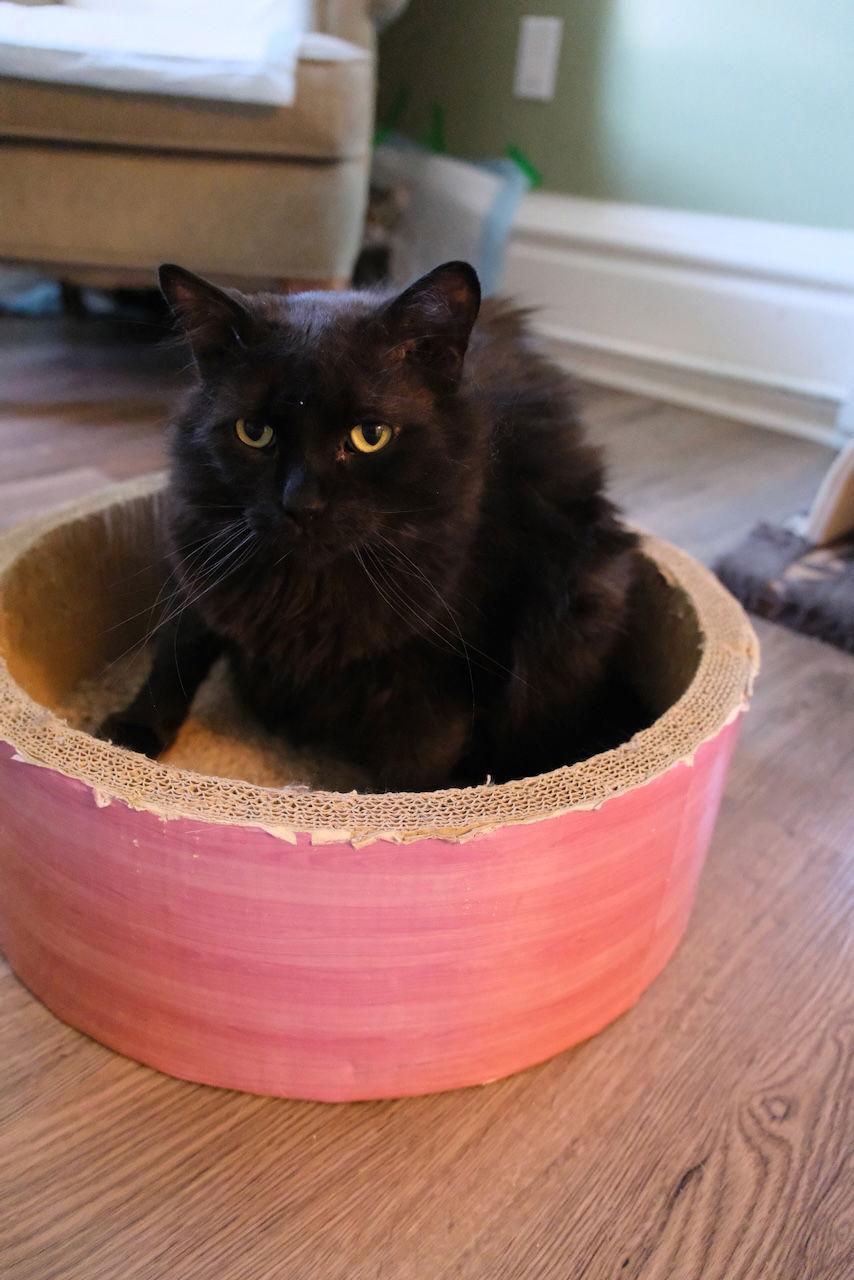 Enlarge Valentino, a Adoptable Domestic Long Hair in Markham, ON image 1/3