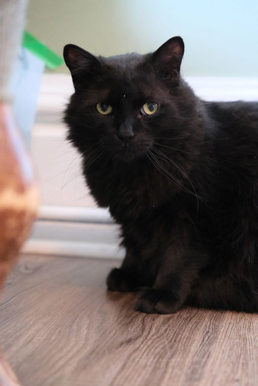 Enlarge Valentino, a Adoptable Domestic Long Hair in Markham, ON image 2/3