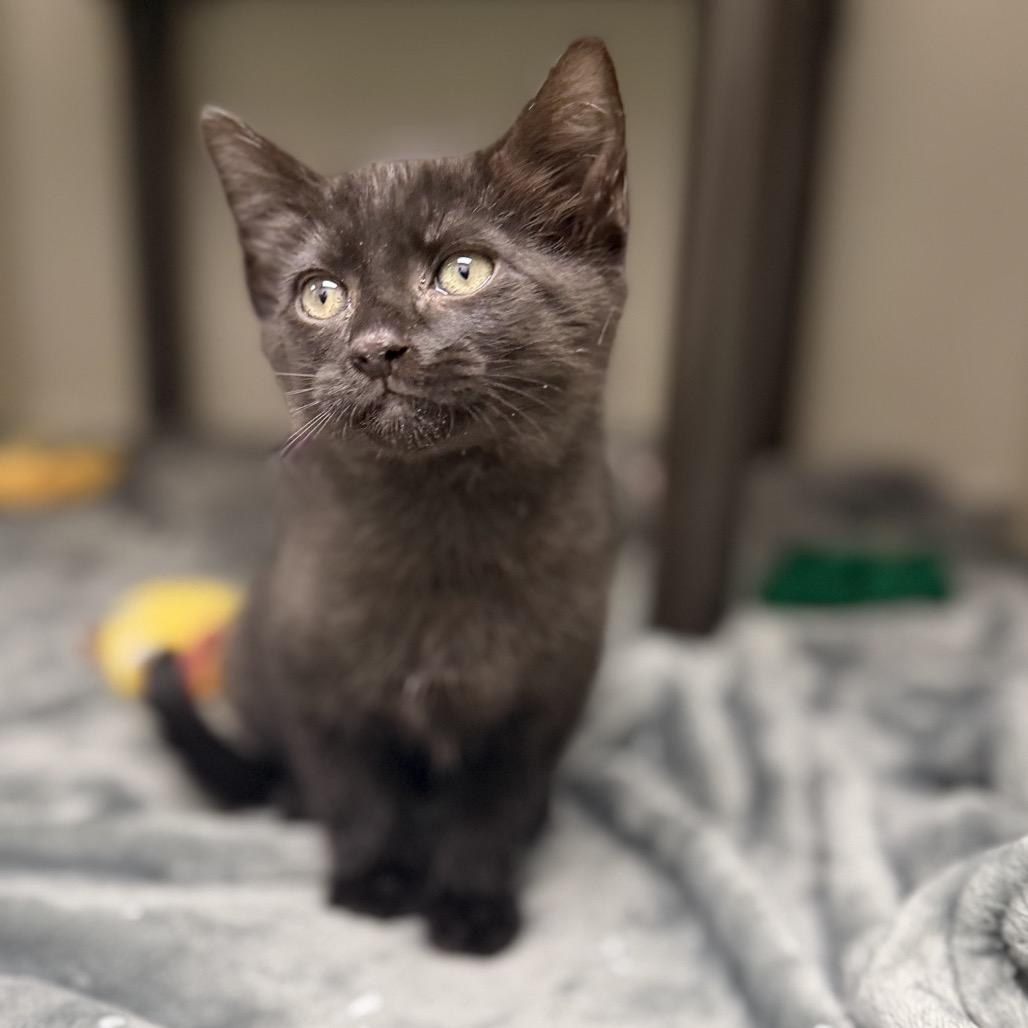 Bo, Adoptable, Kitten Male Domestic Short Hair & Domestic Short Hair.
