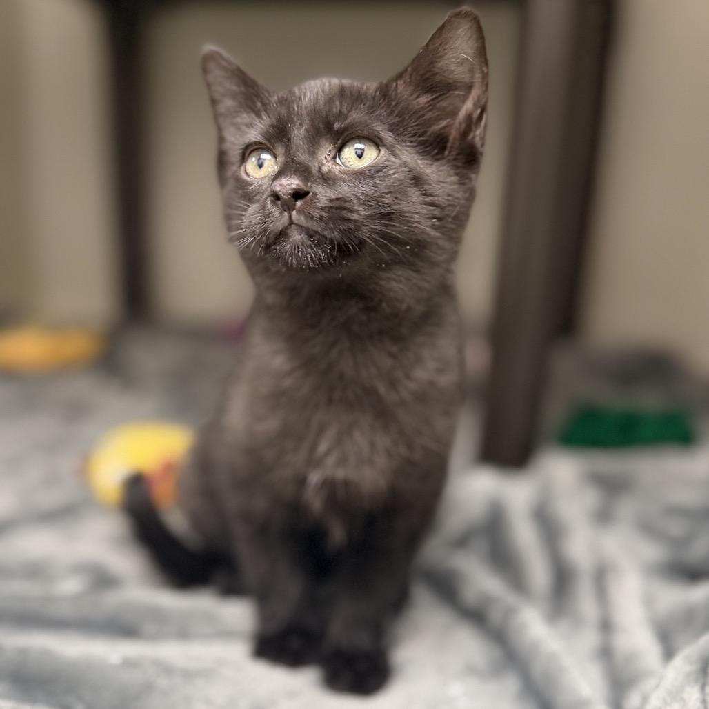 Bo, a Adoptable mixed breed in Carmel, IN image 2/4