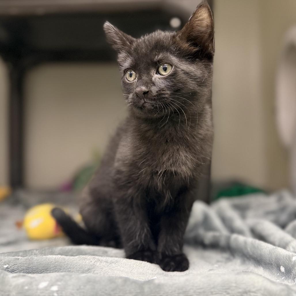 Bo, a Adoptable mixed breed in Carmel, IN image 3/4