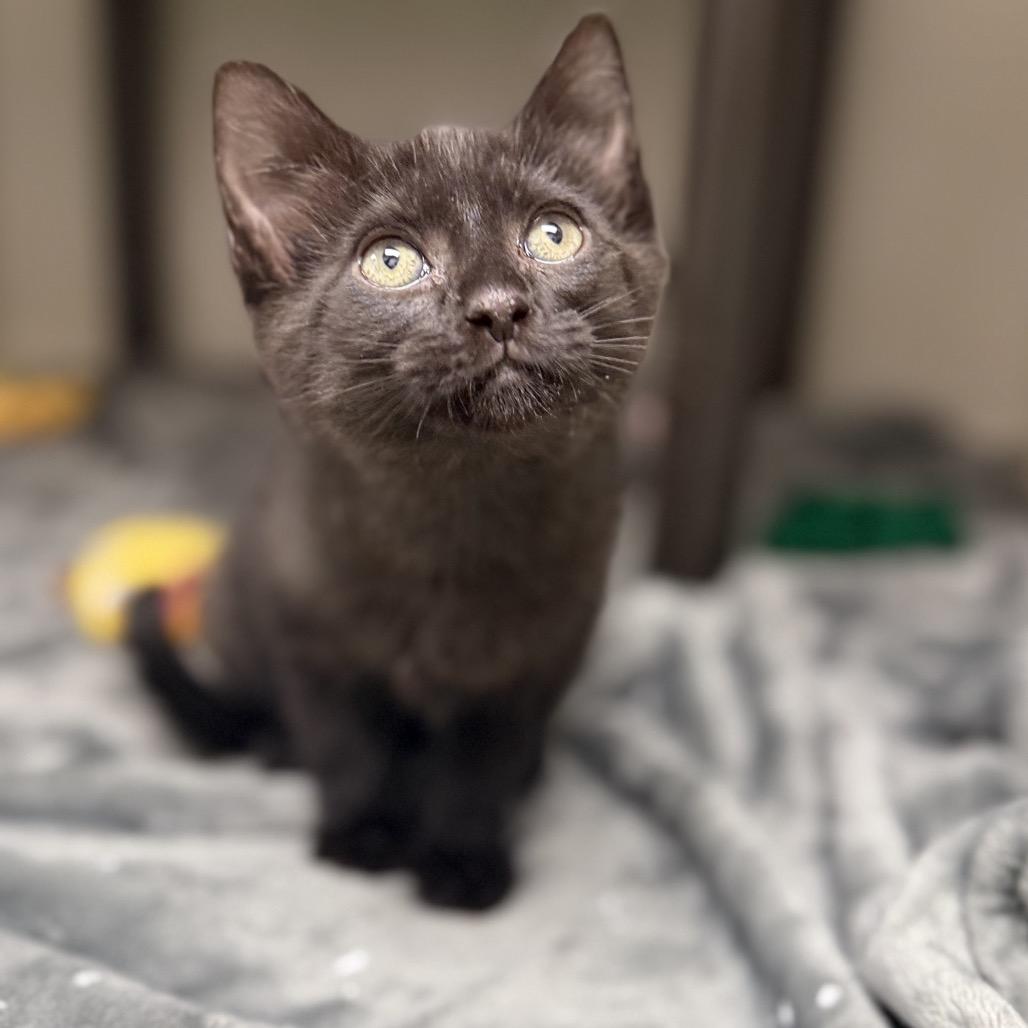 Bo, a Adoptable mixed breed in Carmel, IN image 4/4