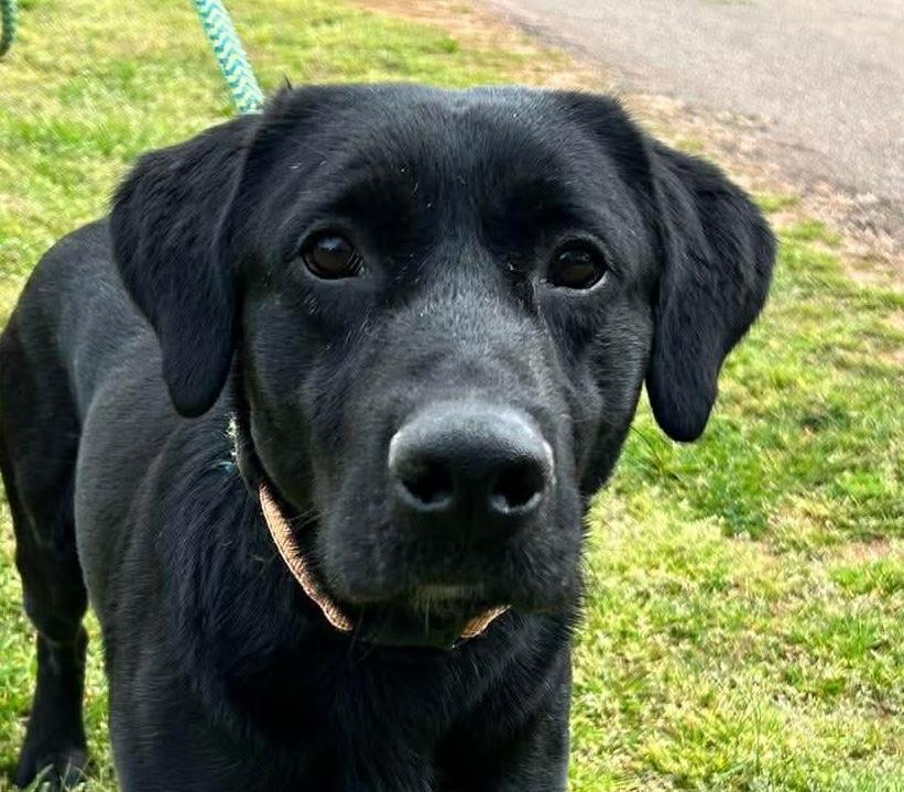 Enlarge Rhett Butler, a ADOPTABLE mixed breed in Cumming, GA image 1/3