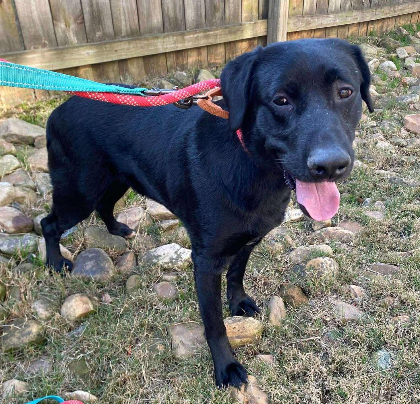 Enlarge Rhett Butler, a ADOPTABLE mixed breed in Cumming, GA image 2/2