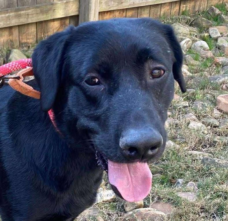 Enlarge Rhett Butler, a ADOPTABLE mixed breed in Cumming, GA image 1/2