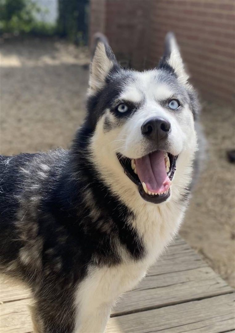 Giselle, Adopted, Young Female Siberian Husky.