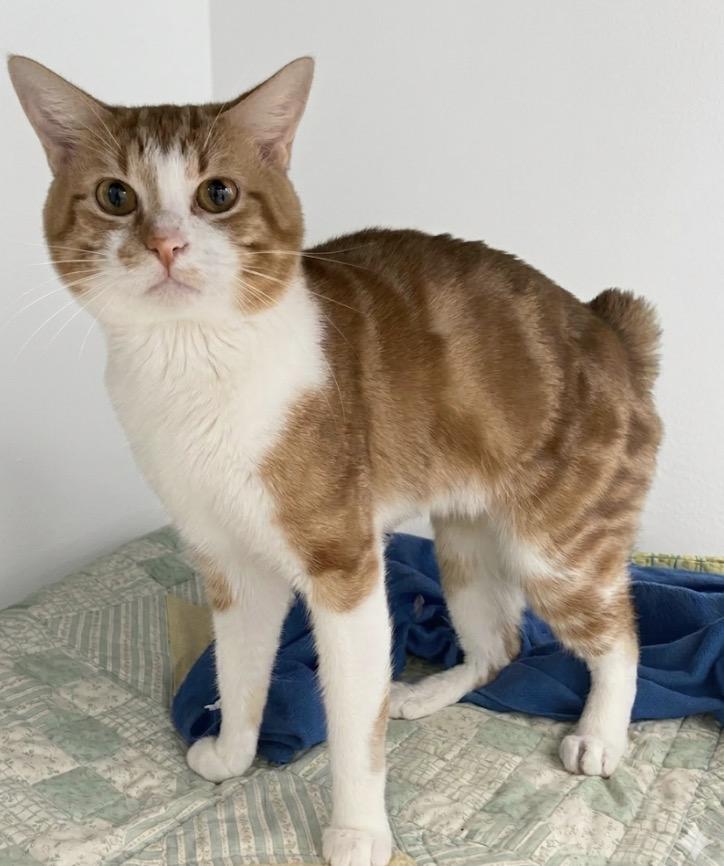 Enlarge Flynn, a ADOPTABLE Tabby in Claresholm, AB image 1/1