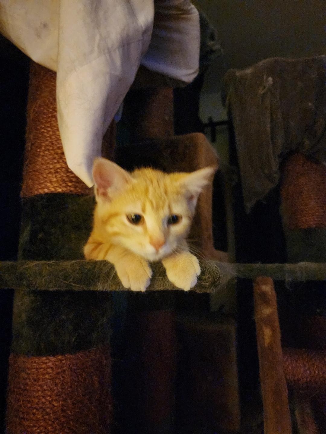 Enlarge Tita, an adopted Domestic Short Hair in Mokena, IL image 2/3