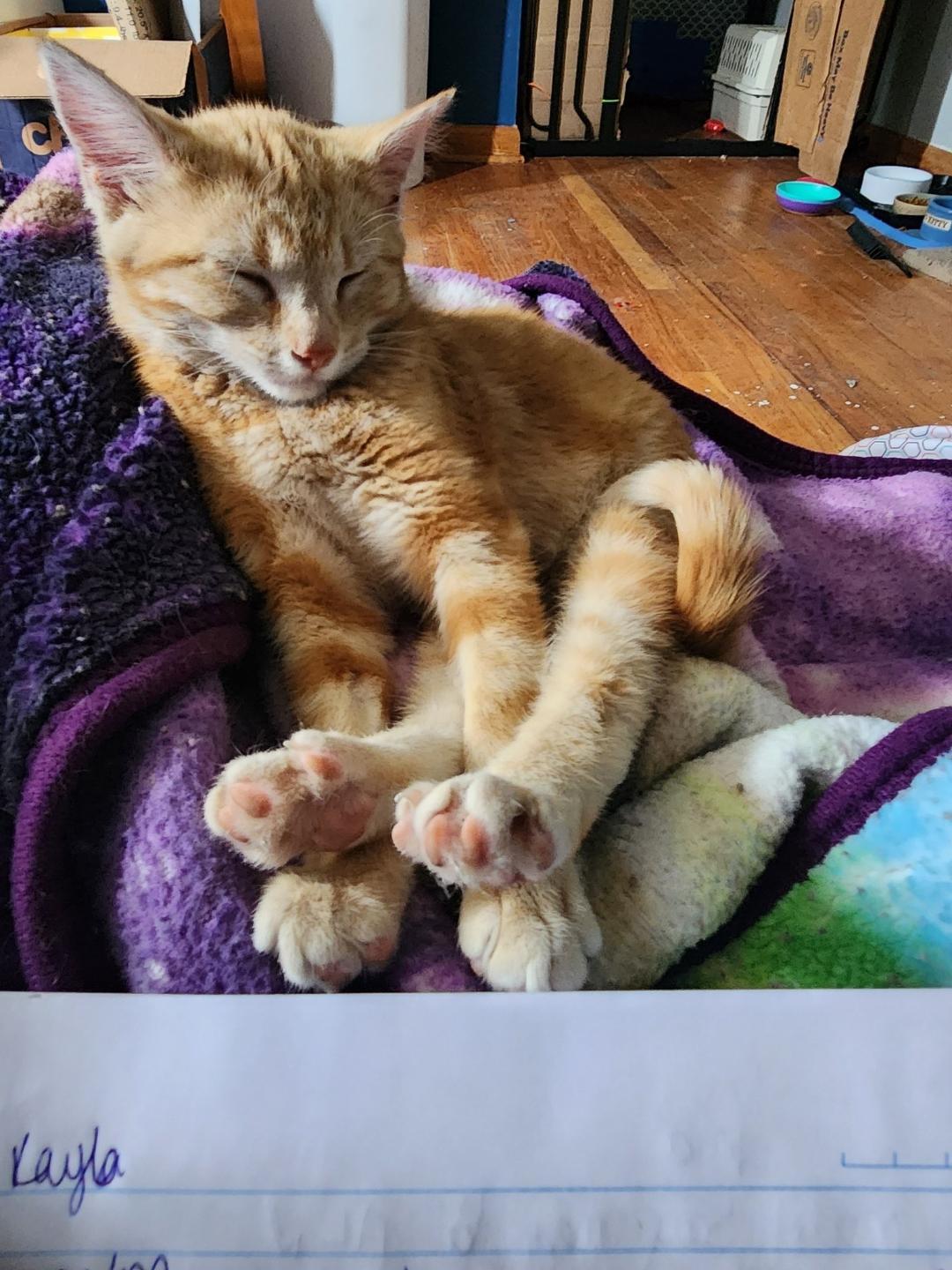 Enlarge Tita, an adopted Domestic Short Hair in Mokena, IL image 3/3