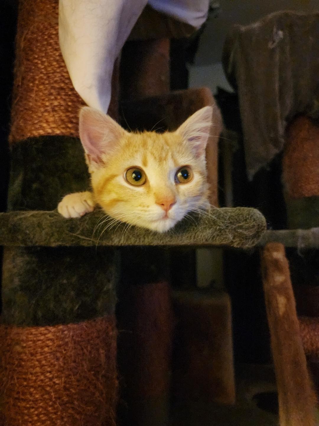 Tita, adopted, Kitten Female Domestic Short Hair.