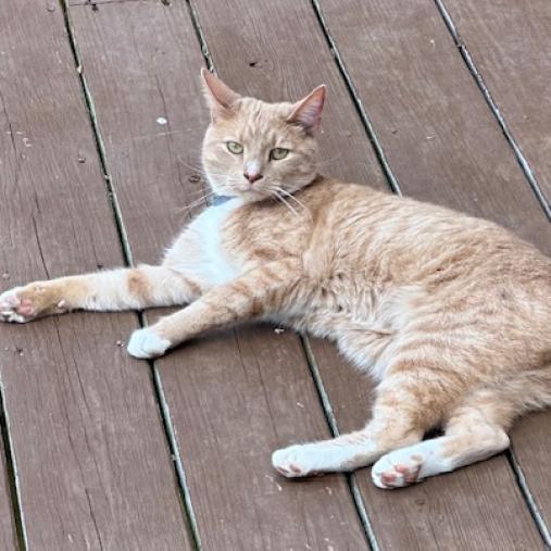 Enlarge Ziggy, a Adoptable Domestic Short Hair in Sherwood, OR image 1/2