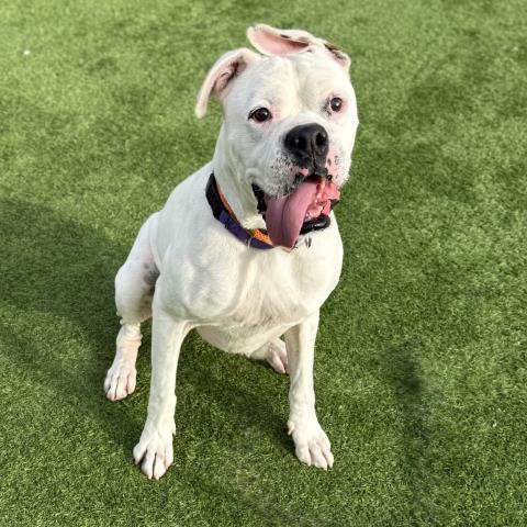 Enlarge YETI, a Adoptable mixed breed in Camarillo, CA image 1/1