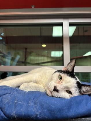 Enlarge Turbo (Bonded with Diesel), a Adoptable Domestic Short Hair in Charleston, SC image 1/1