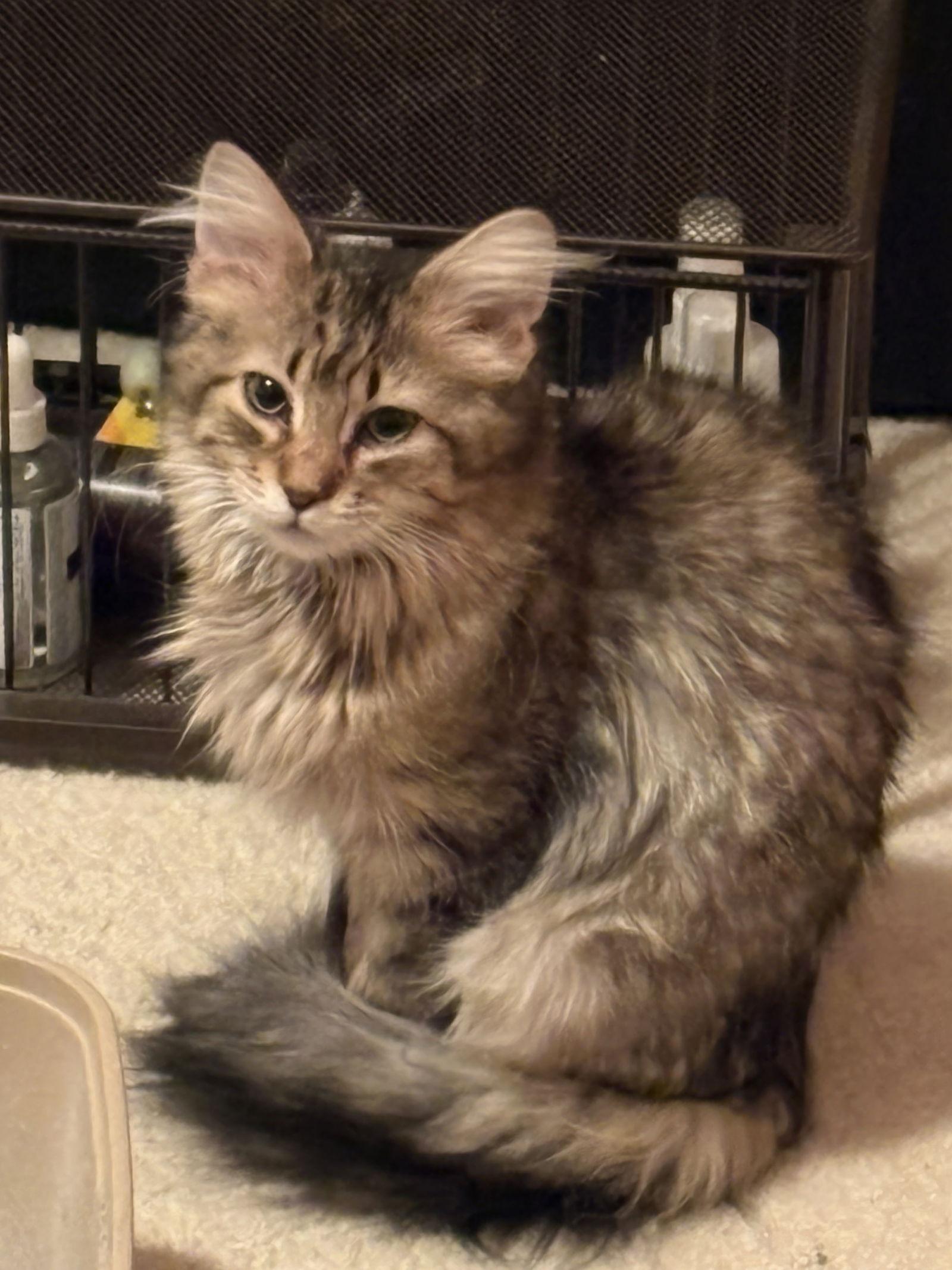 Enlarge Victoria C4776, a Adopted Domestic Long Hair in minneapolis, MN image 1/1