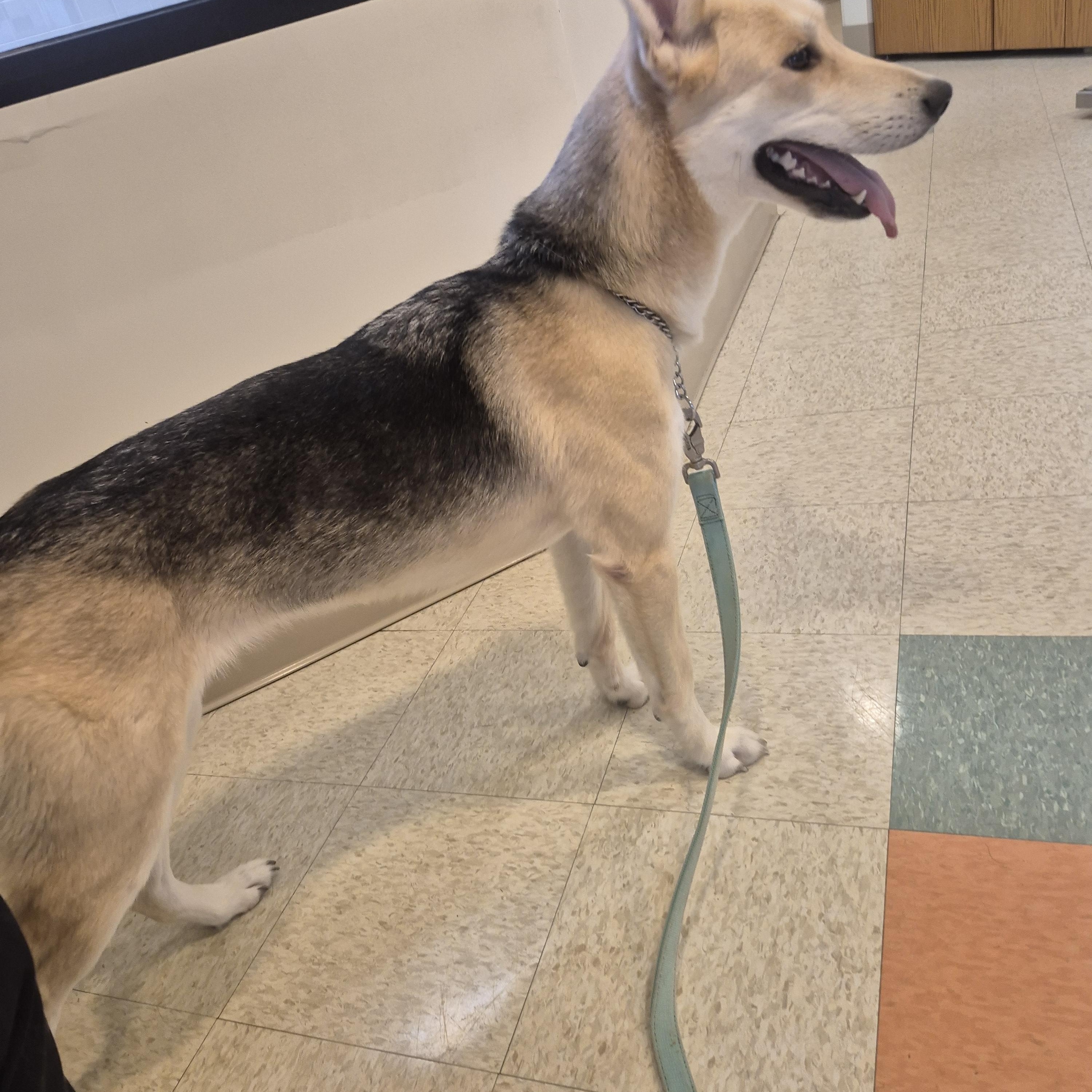 Shimmer, an adopted mixed breed in Bluffton, IN image 2/3