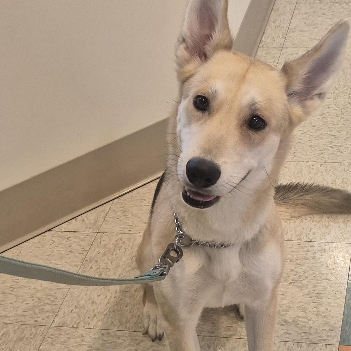 Shimmer, an adopted mixed breed in Bluffton, IN image 1/3