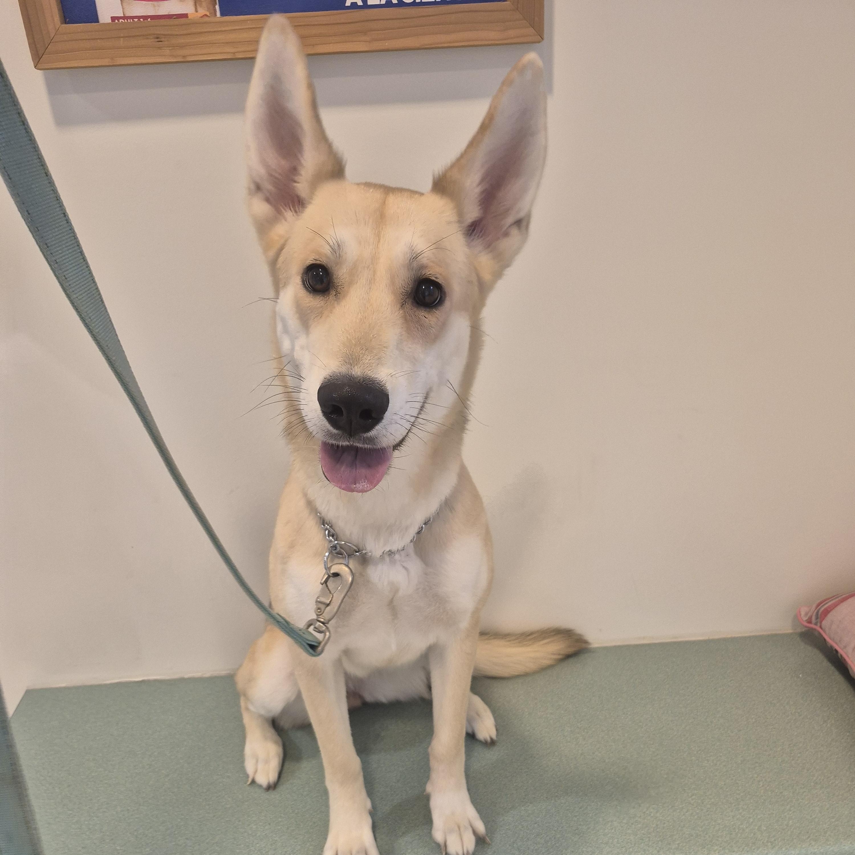 Shimmer, an adopted mixed breed in Bluffton, IN image 3/3