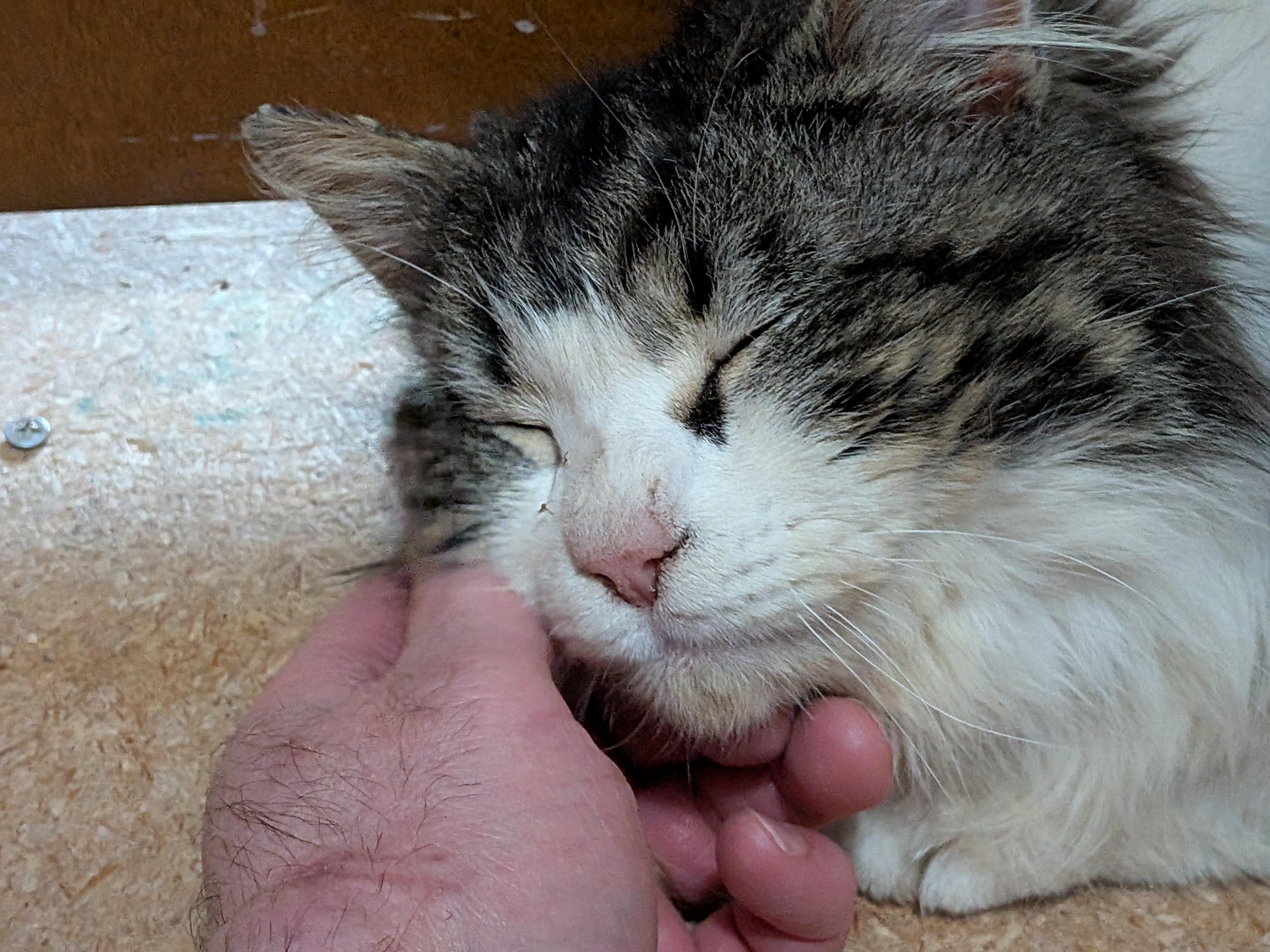 Enlarge Davis, a Adopted Domestic Long Hair in The Dalles, OR image 3/5