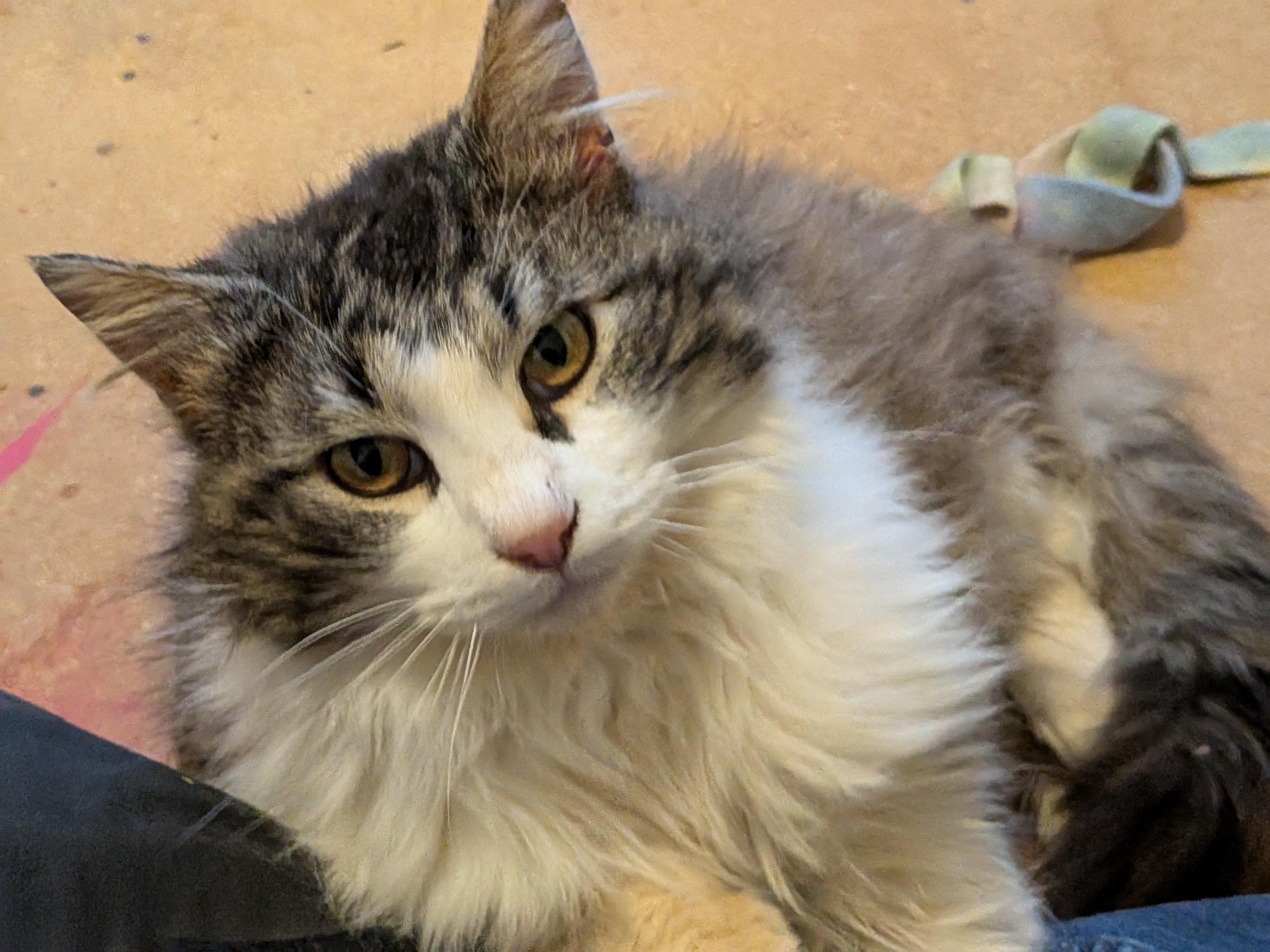 Davis, Adopted, Adult Male Domestic Long Hair.