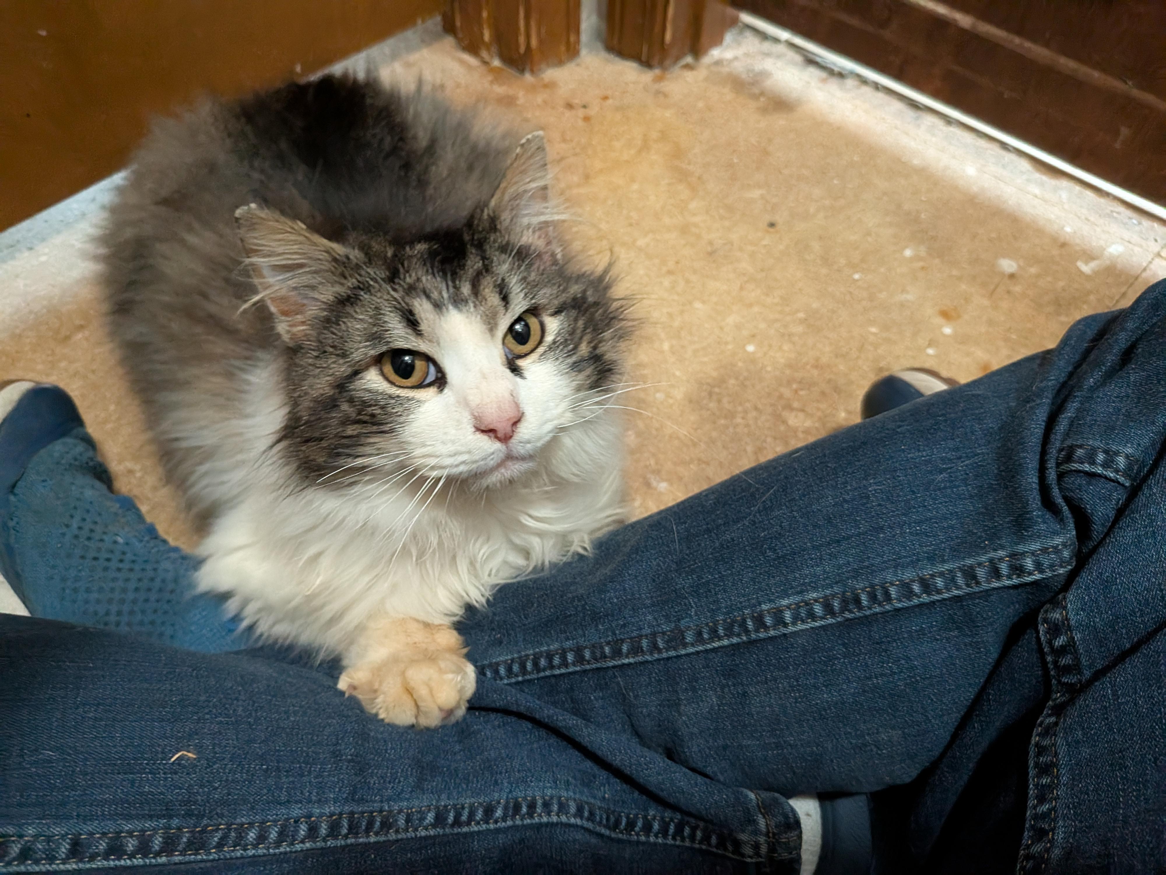 Enlarge Davis, a Adopted Domestic Long Hair in The Dalles, OR image 4/5