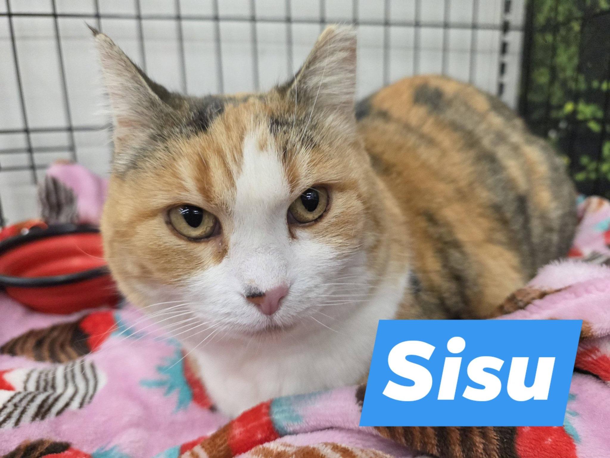 Sisu, adoptable, Adult Female Domestic Short Hair.
