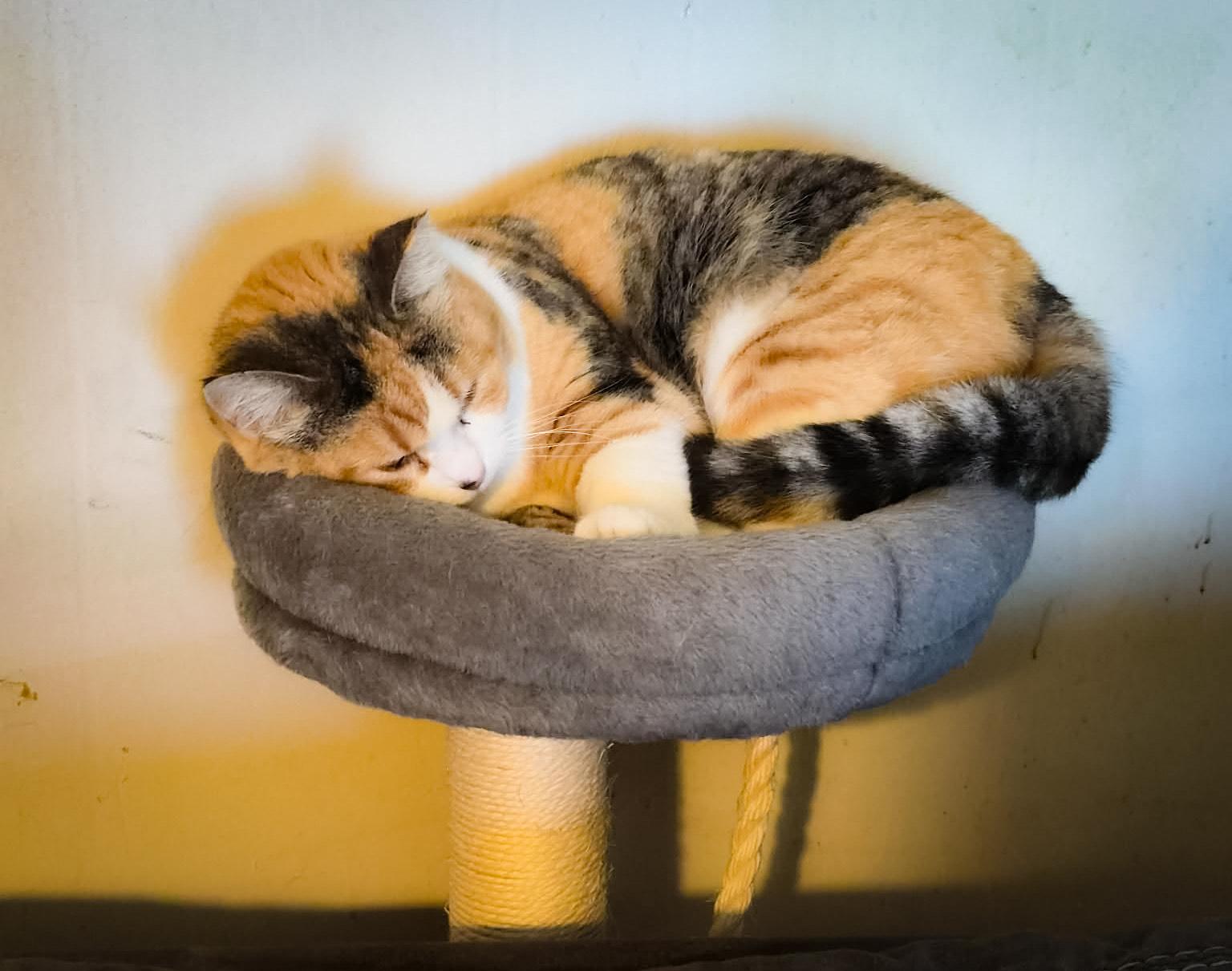 Sisu, a ADOPTABLE Domestic Short Hair in Price, UT image 3/4