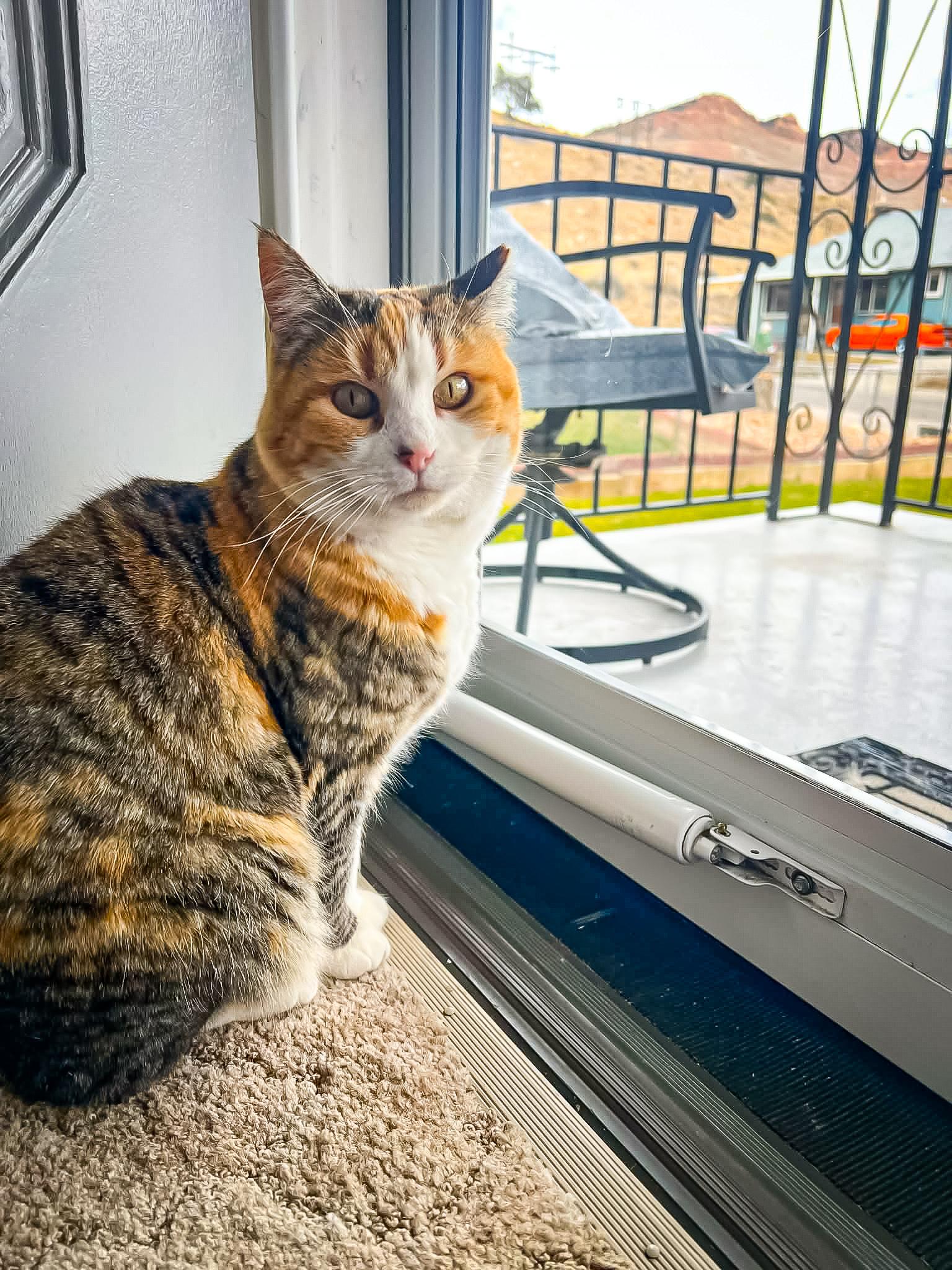 Sisu, a ADOPTABLE Domestic Short Hair in Price, UT image 1/4