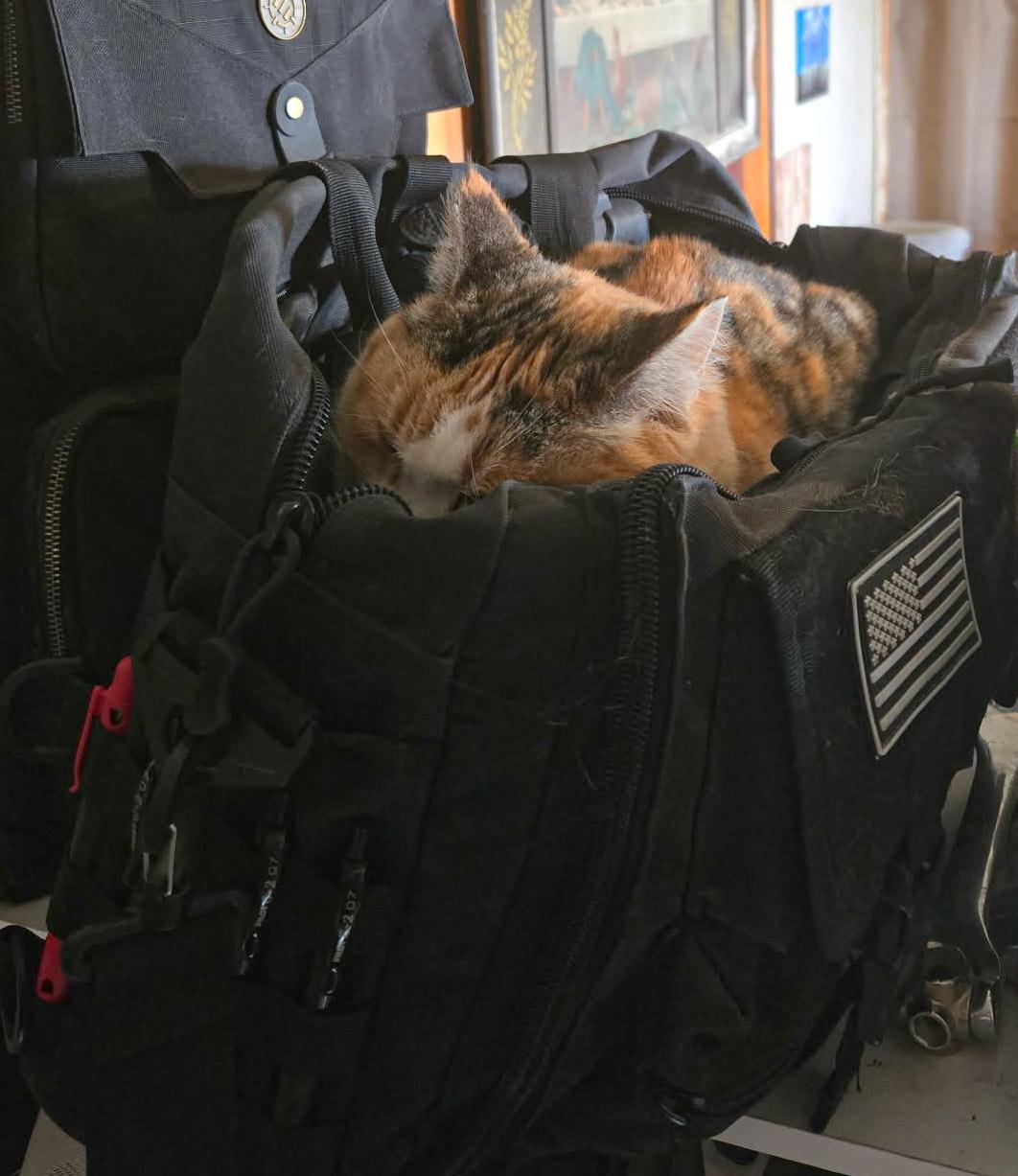 Sisu, a ADOPTABLE Domestic Short Hair in Price, UT image 4/4