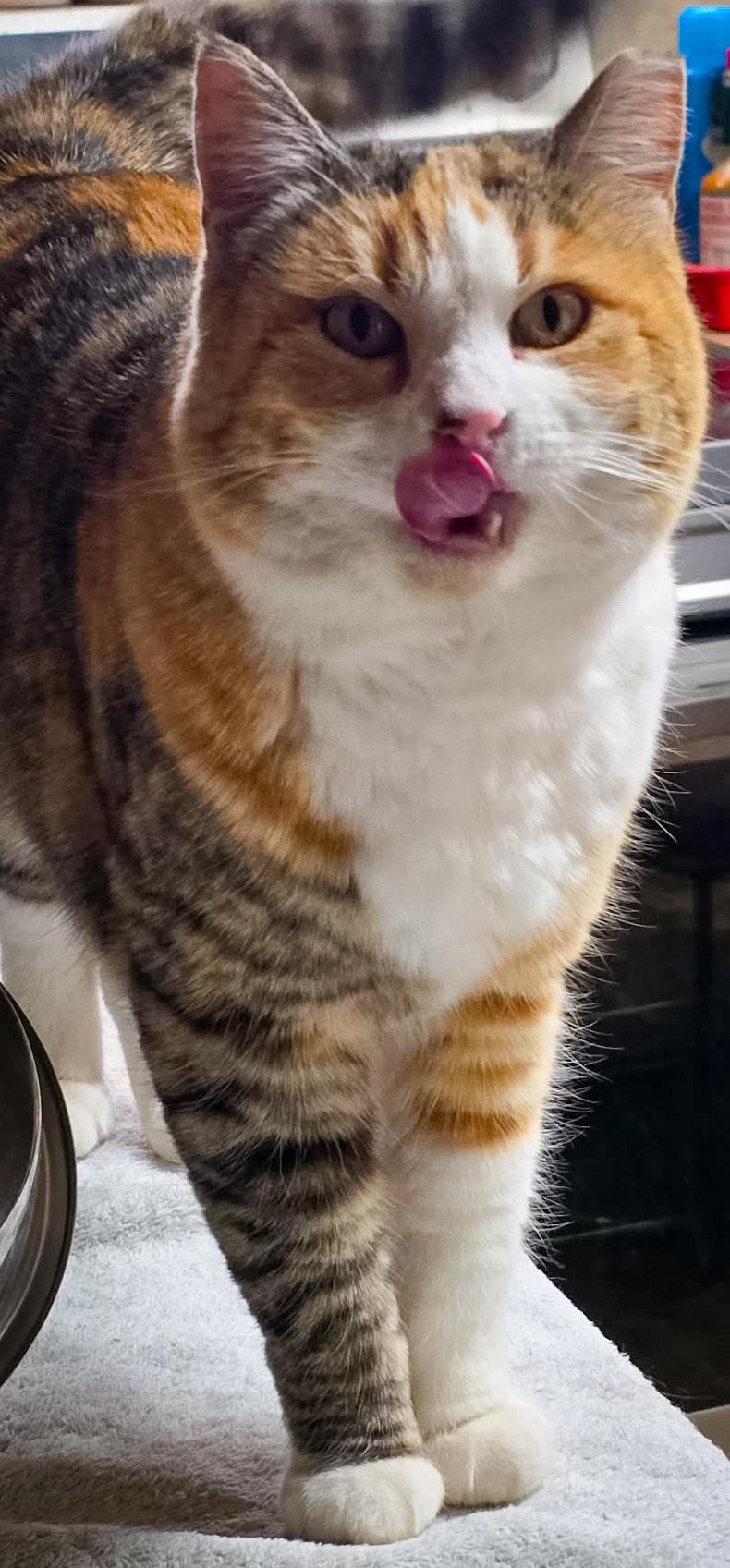 Sisu, a ADOPTABLE Domestic Short Hair in Price, UT image 2/4