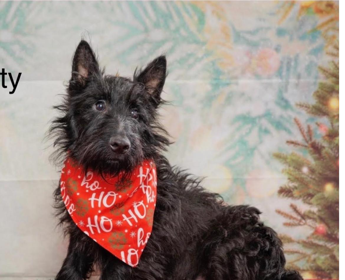 Enlarge Stubbs, a Adoptable Scottish Terrier in Columbia, MD image 1/1