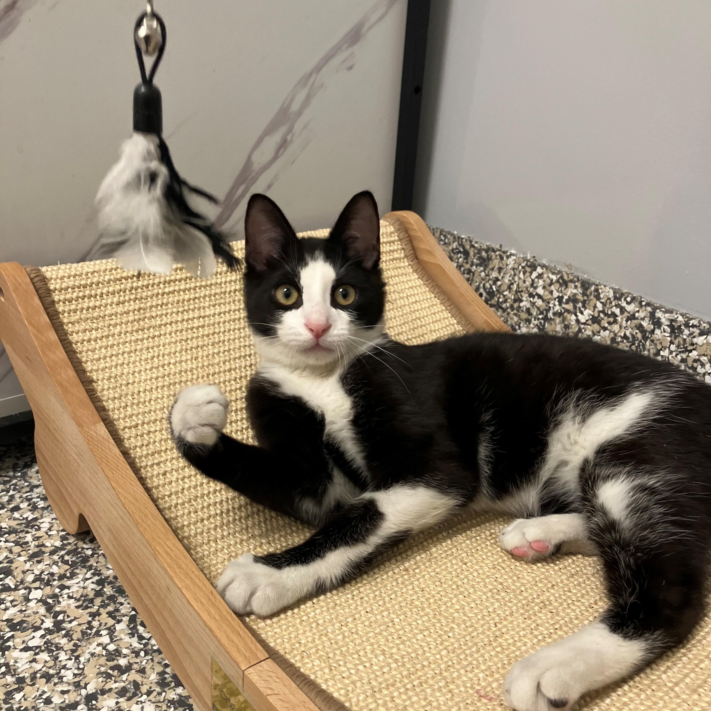 Freddie , ADOPTABLE, Young Male Domestic Short Hair.