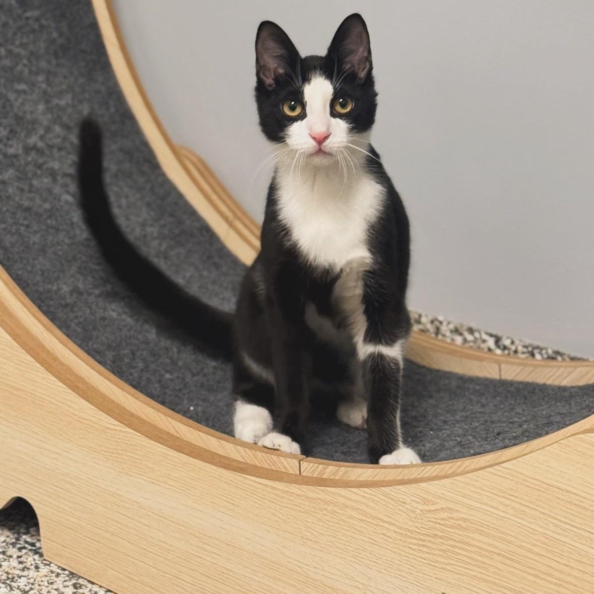 Enlarge Freddie , an adopted Domestic Short Hair in Syosset, NY image 1/1