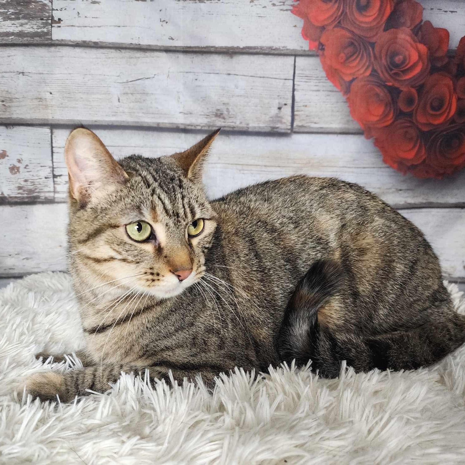 Enlarge Tina, a Adoptable mixed breed in Greensburg, PA image 5/6