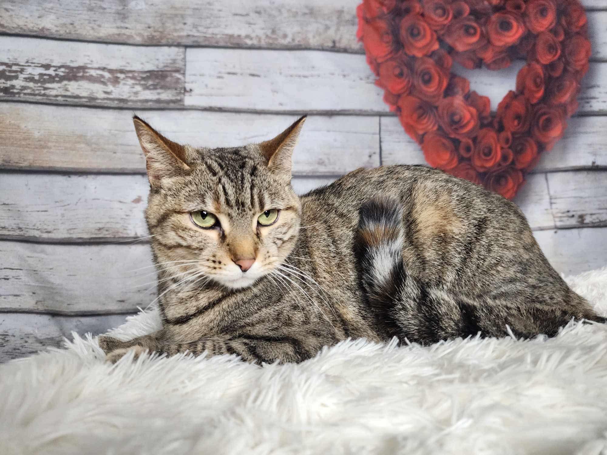 Enlarge Tina, a Adoptable mixed breed in Greensburg, PA image 2/6